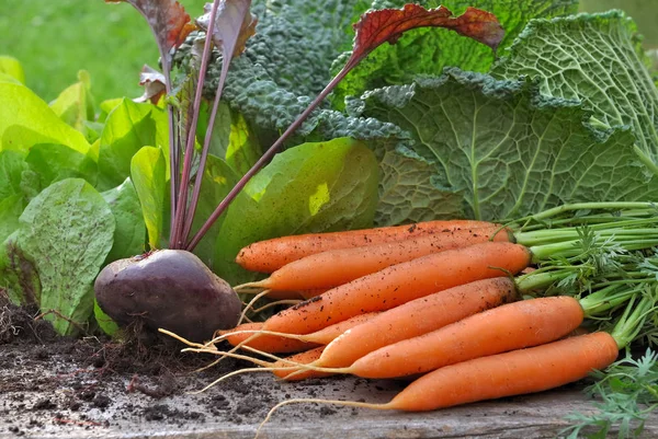  carrots and other vegetables