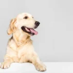 Dog with empty blank
