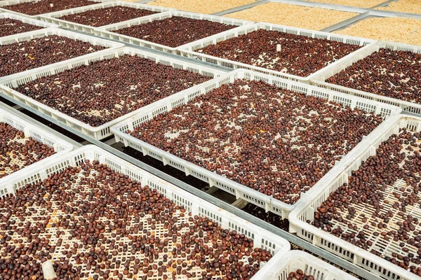 Coffee beans drying at sun