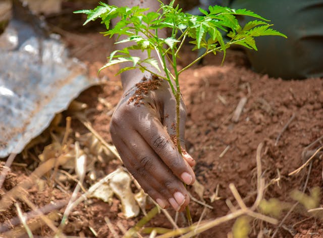 Close-up of a hand planting a trees in brown soil, promoting commercial forest farming in Kenya.